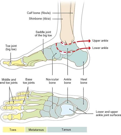 Structure Of The Feet Informedhealth Org