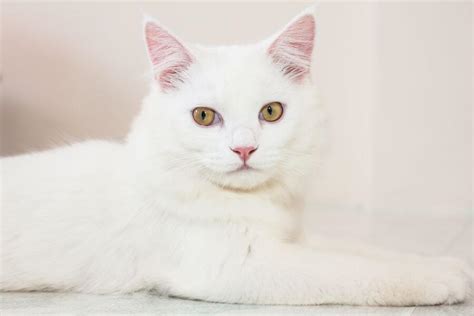 Dream About White Cat Meaning And Interpretation