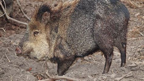 Interesting Javelina Facts - YouTube