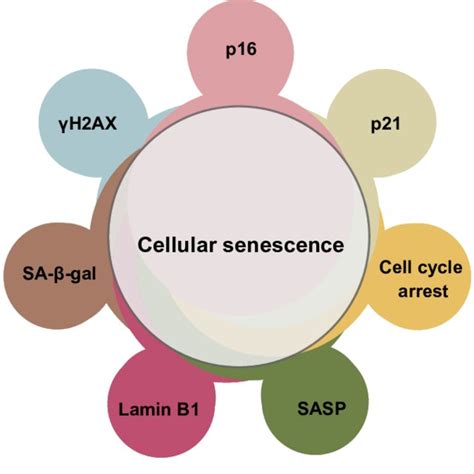 Markers of cellular senescence. Markers most commonly used to identify ...