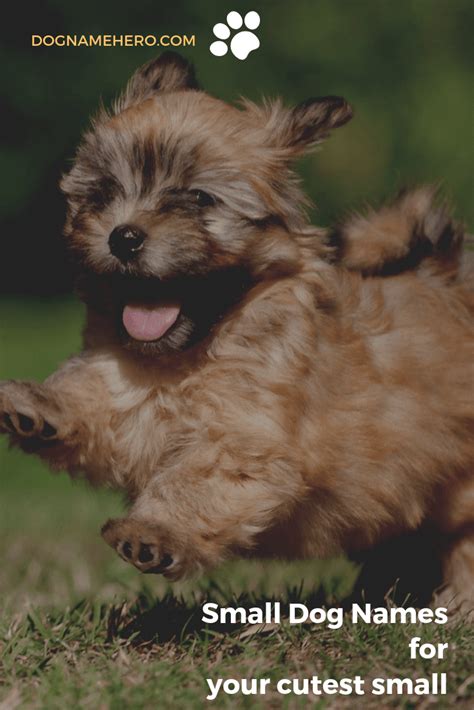 120+ Small Dog Names | Cutest Little Dog Names - Dog Name Hero