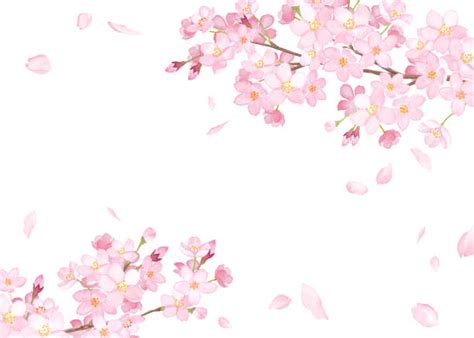 桜祭り イラスト素材 Istock