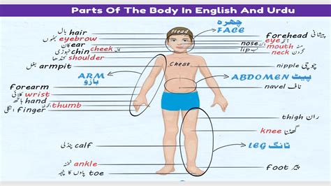 Parts Of Body Names In English And Urdu