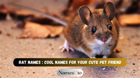 Rat Names: Cool Names For Your Cute Pet Friend - NamesDio