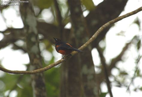 Martinique Oriole Pictures Page 1