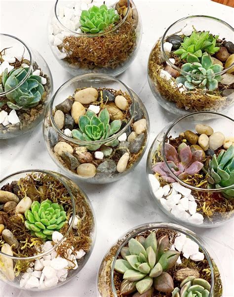 Succulent Terrarium Party, Oakland CA - Jul 13, 2019 - 10:00 AM