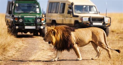 Human Wildlife Interactions Wur