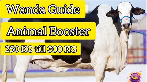 Cattle Fattening In Very Short Time Wanda Booster Tips Eid Ul Adha