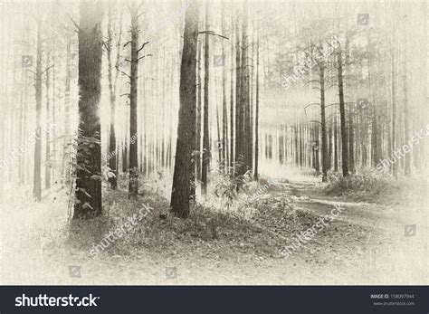 Beautiful Sunset Woods Retro Illustration Stock Photo 158097944 | Shutterstock