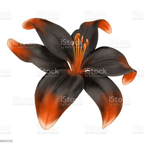 Fire Lily Digital Illustration Stock Illustration - Download Image Now ...