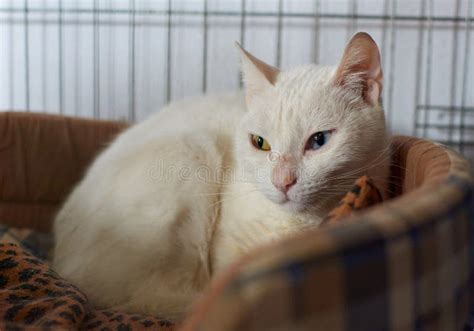 Imagem De Um Gato Branco Fofo A Olhar Os Olhos Coloridos Foto De