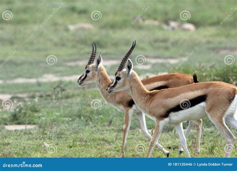 Two Antelope in the Great Serengeti Migration Stock Photo - Image of ...