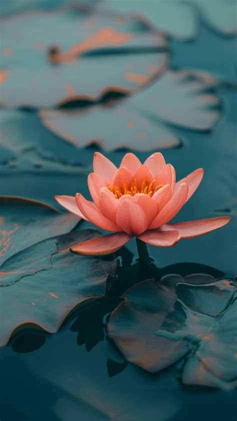 Lotus Wallpaper (Flowers, Water lilies) #5658