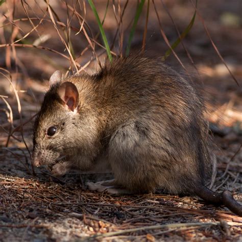 Bush Rat in Australia - Identification, Lifecycle & Habits | FPC Australia