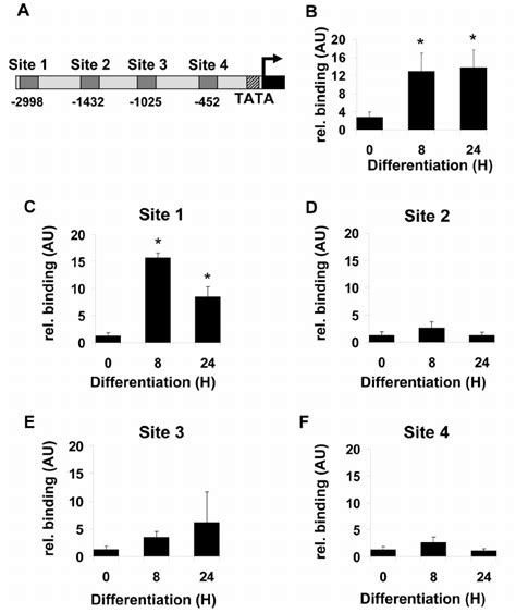 Identification Of C Ebp β Binding Sites In The Dgat2 Promoter