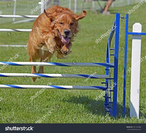 Golden Retriever Dog Jumping Over Agility Fence Stock Photo 181156988