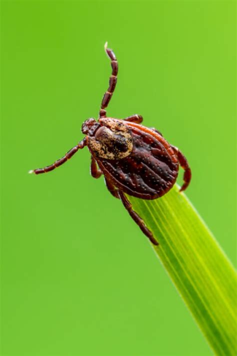 How To Keep Ticks Out Of A Yard 3 Natural Solutions To Kill Ticks