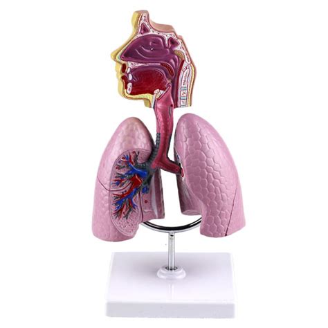 Buy Human Respiratory System Model Internal Organs Nasopharyngeal