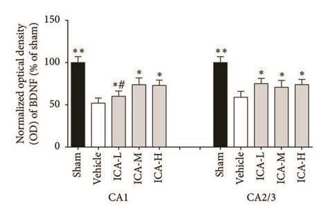 Effect Of ICA On The Expression Of BDNF And PCREB In Immunoreactive