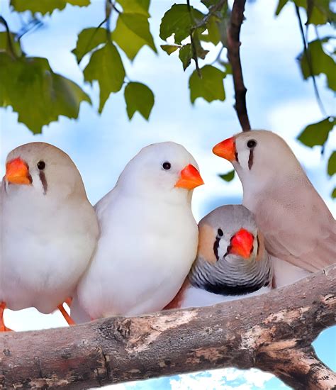 Zebra Finch Bird Heaven Free Photo On Pixabay Pixabay