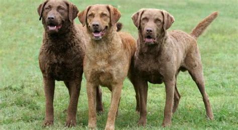 Top 10 Raças De Cães Mais Fáceis De Treinar