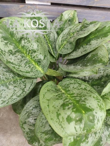 В наличии 1 шт. Аглаонема Лемон Минт (Aglaonema Lemon Mint ...