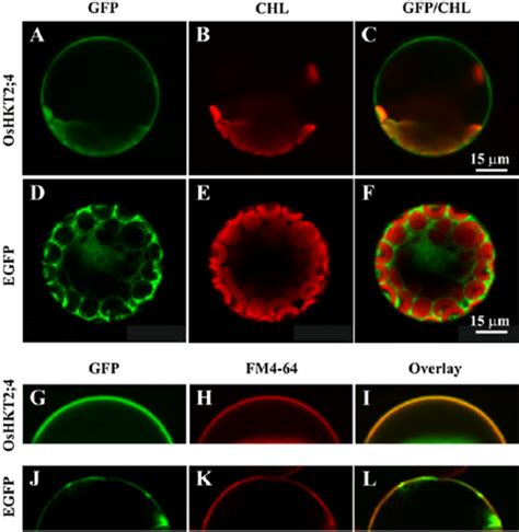 Subcellular Localization Of Egfp Oshkt In Arabidopsis Mesophyll