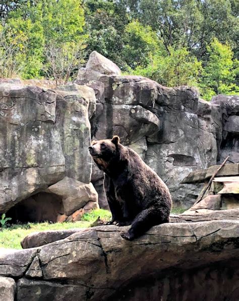 Day Trip NC: North Carolina Zoo + Tips for Traveling with Your Toddler ...