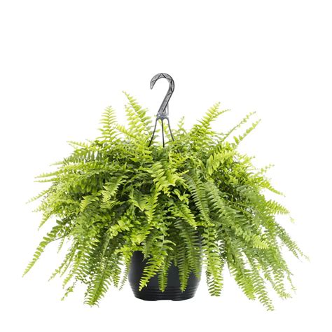 Fern Plant- Add Greenery and Serenity to Your Home 0710558855