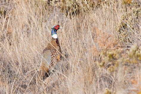 Ring Necked Pheasant Living Wilderness Nature Photography