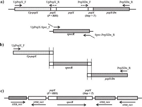 Schematic Representation Of Different Steps Of Overlap Extension Pcr To