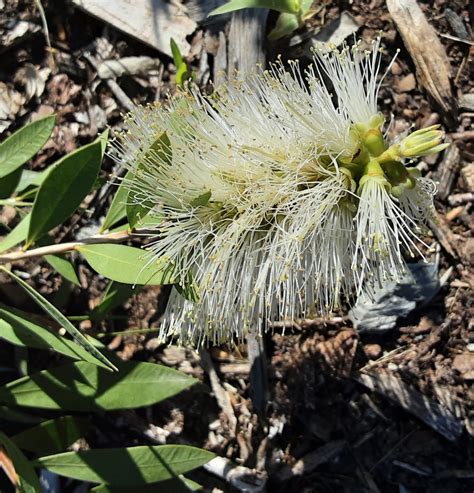 Callistemon – Trigg Plants