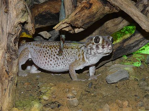 Teratoscincus Scincus Keyserlingi Frog Eyed Sand Gecko In Zoos