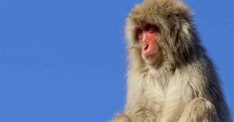 Macaque Behavior - AnimalBehaviorCorner