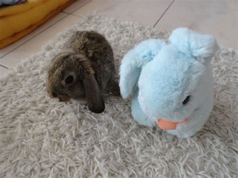 Cody When He Was 6 Weeks Old With His Friend Celestino Bunnies Cutebunnies Cute Bunny Bunny