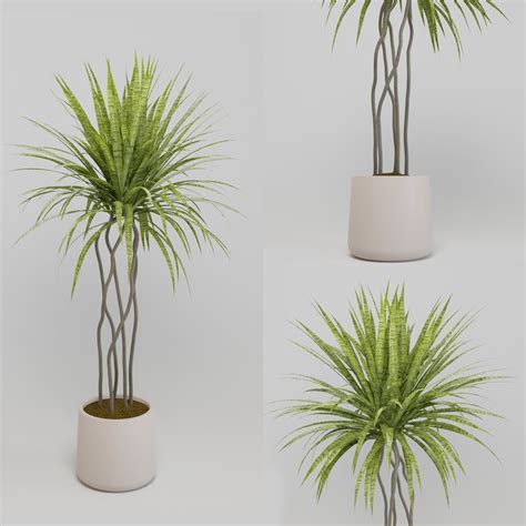 Plant Indoor Plants Models BlenderKit