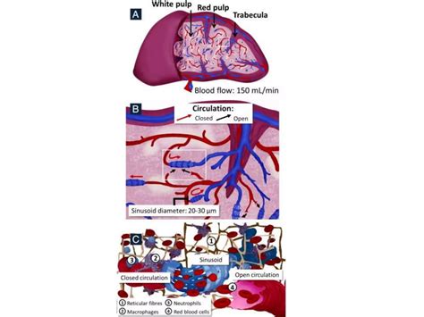 Structure and function of Spleen | PPTX