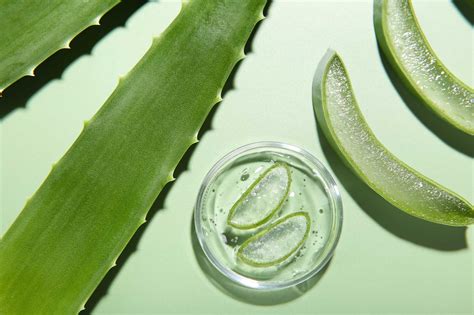 Aloe Vera Para Queratosis Act Nica Un Tratamiento Natural Eficaz