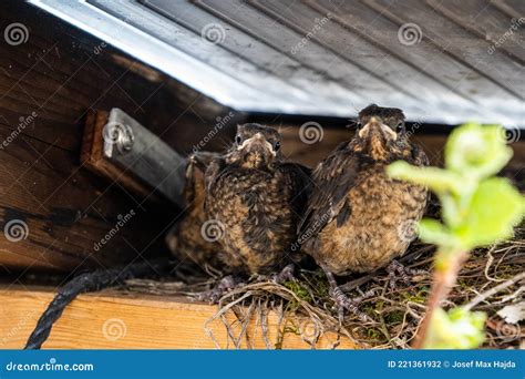 Three Baby Blackbirds Sitting Next To Their Nest. at this Point they