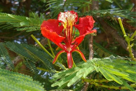 50 Semillas Delonix Regia flamboyán O Tabachín Toto Meses sin intereses