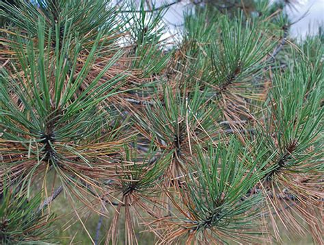 Pinus Ponderosa Needles