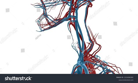 Vagus Nerve Images Stock Photos Vectors Shutterstock