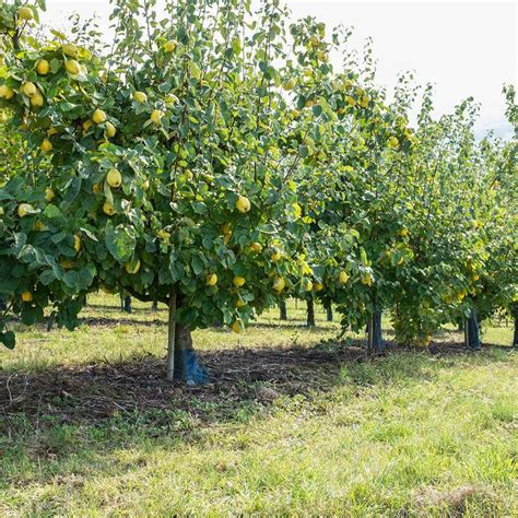 Seeds of Quince Tree - CYDONIS OBLONGA - The Original Garden