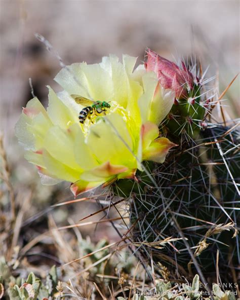 Prairie Wildflowers: Prickly Pear Cactus flowers in Grasslands National Park