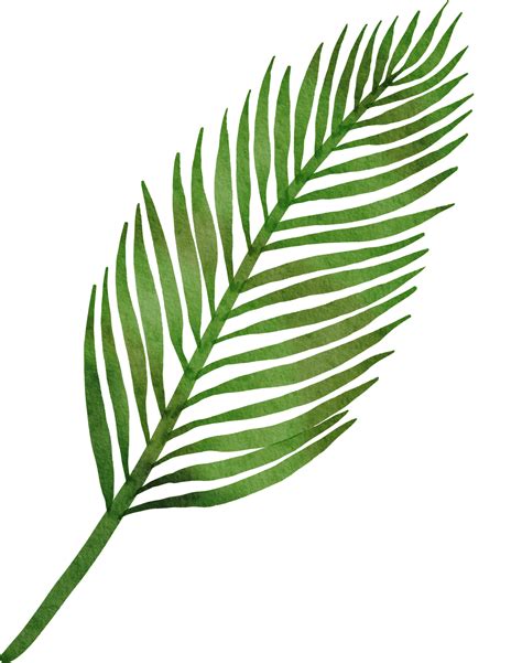 Tropical Leaves Watercolor Painted 11212141 PNG