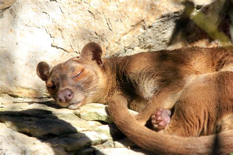 Fossa image - Free stock photo - Public Domain photo - CC0 Images