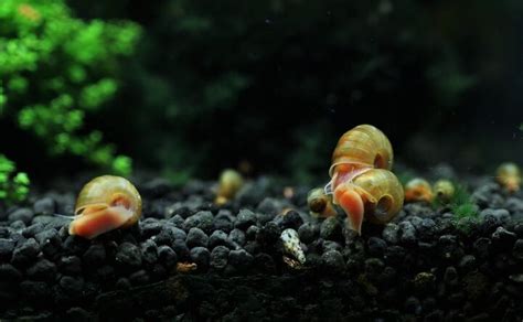 How Did Snails Get In My Fish Tank? | Upgradedhome.com