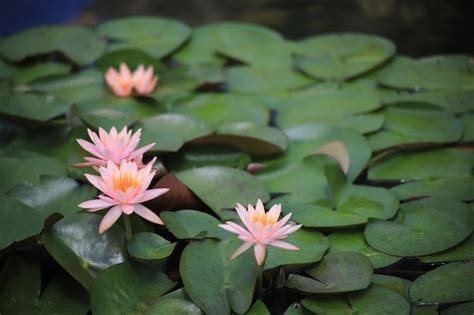 Premium Photo | Pink lotus floating on summer water