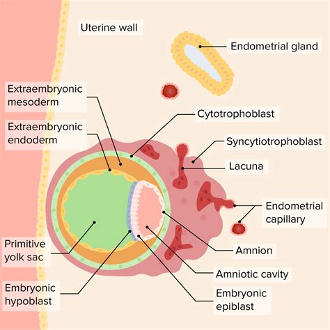 Placenta Umbilical Cord And Amniotic Cavity Concise Medical Knowledge