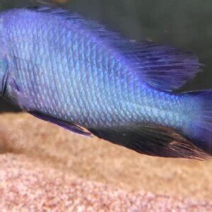 Blue Dolphin Cichlid – Splashy Fin Live Fish Bangalore Only Shipping